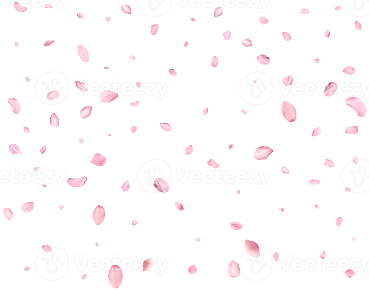Light pink cherry petals. png