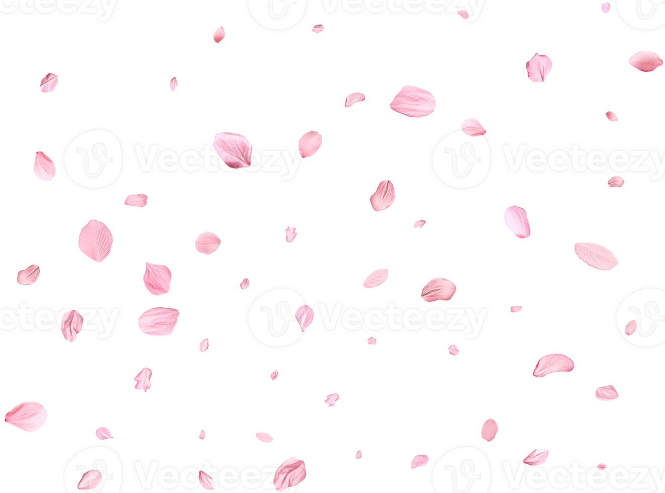 Pink Spring realistic cherry petals. png