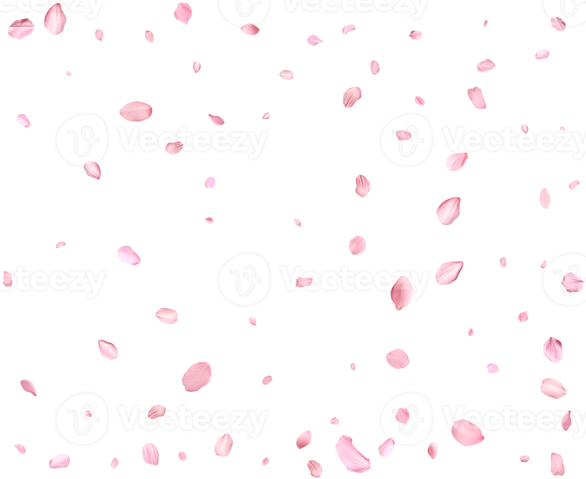 Light pink cherry petals. png