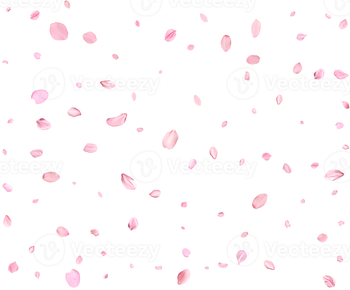 Light pink sakura petals. png