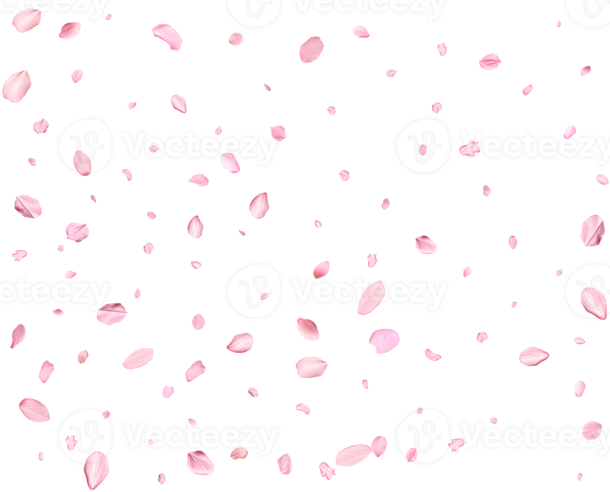 Light pink sakura petals. png