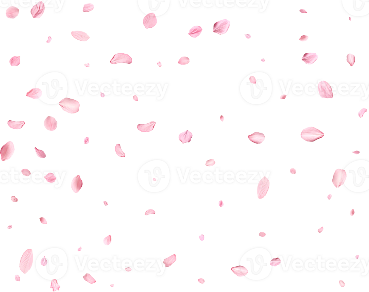Light pink sakura petals. png