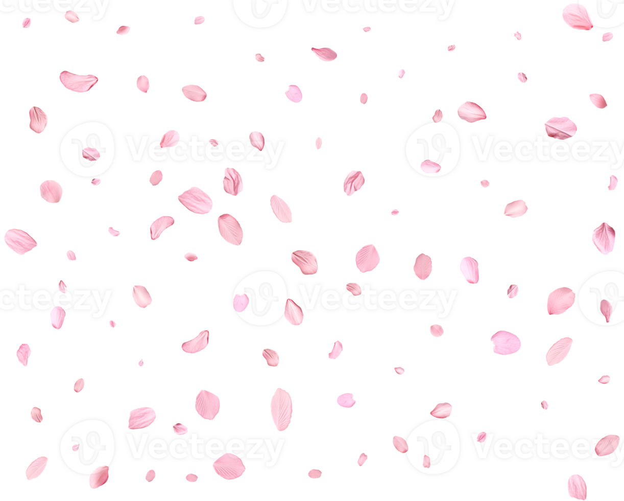Light pink sakura petals. png