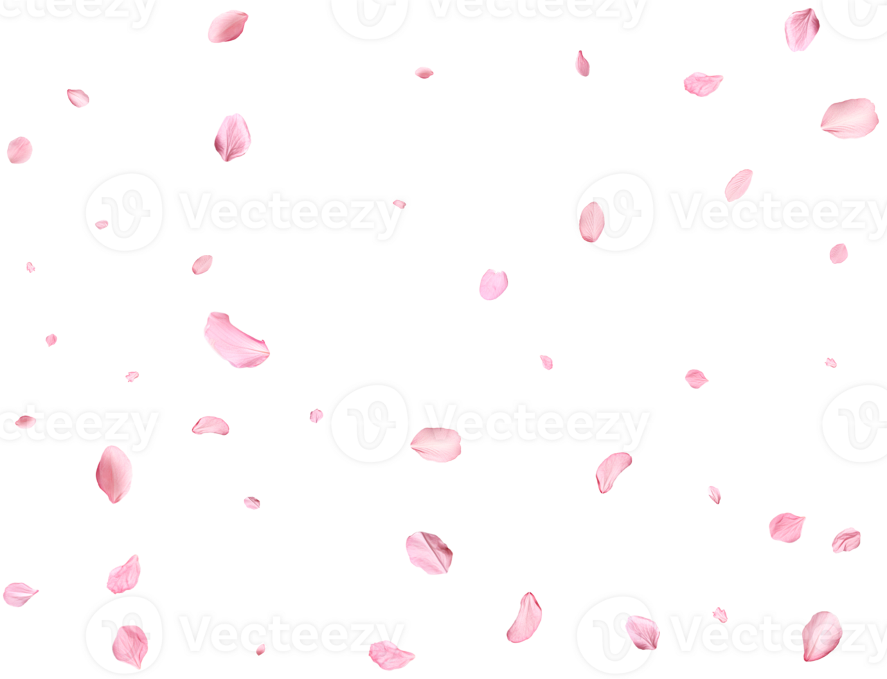Pink Spring realistic sakura petals. png