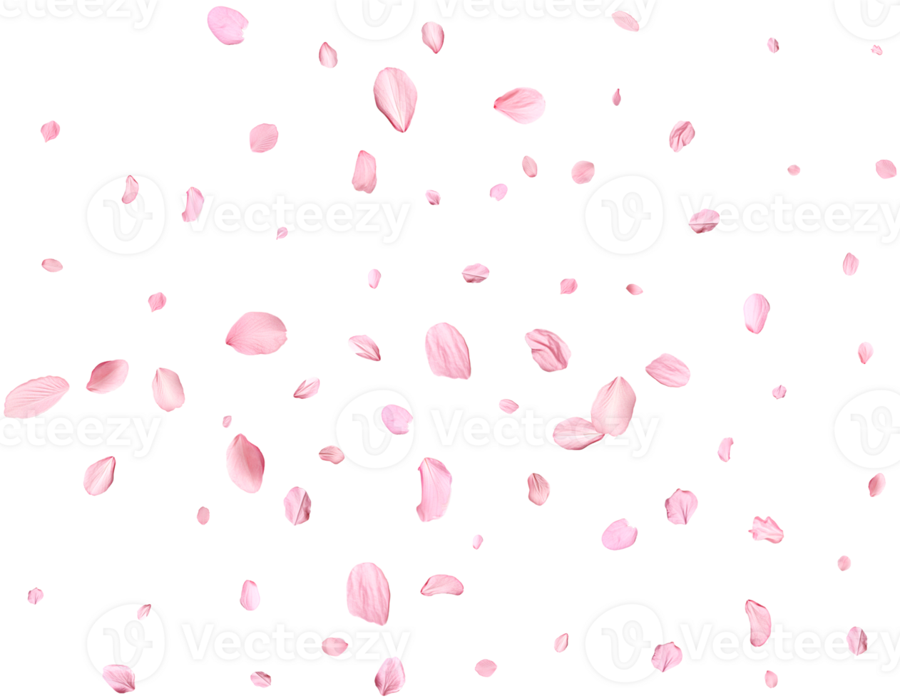Pink Spring realistic sakura petals. png