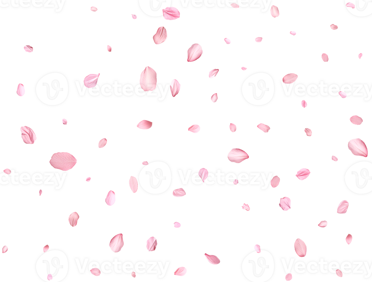 Pink Spring realistic sakura petals. png