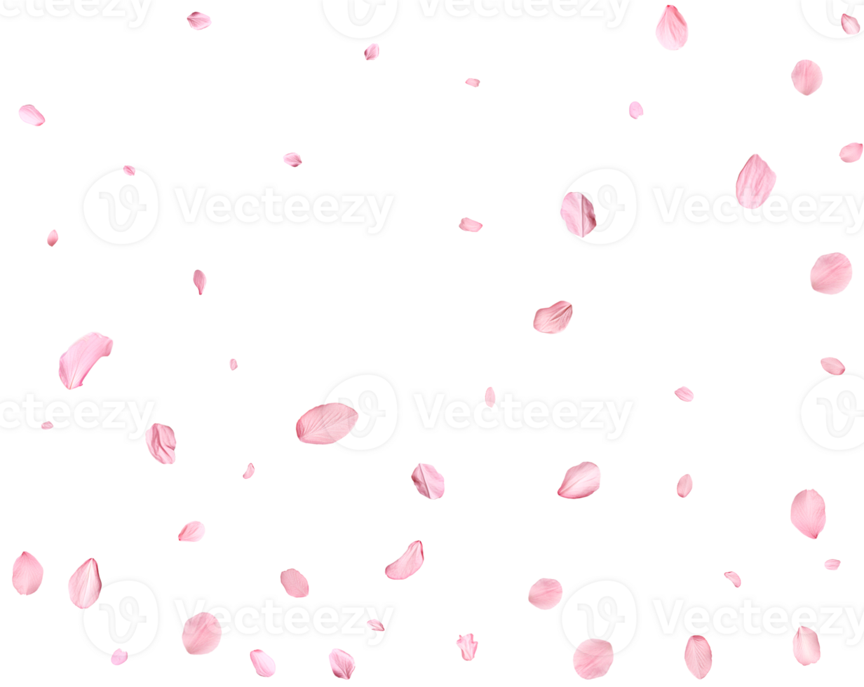 Pink Spring realistic cherry petals. png