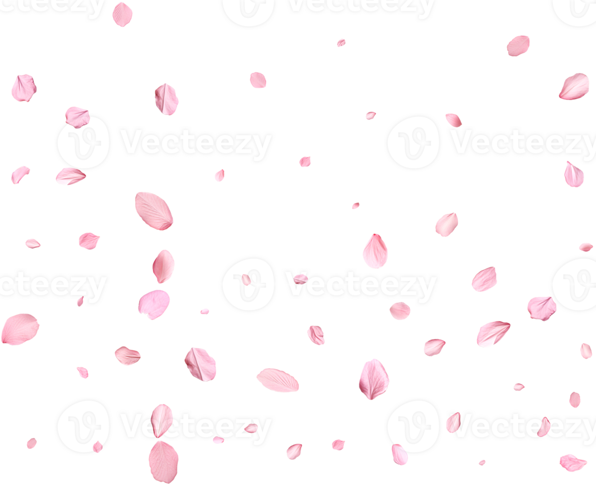 Pink Spring realistic sakura petals. png