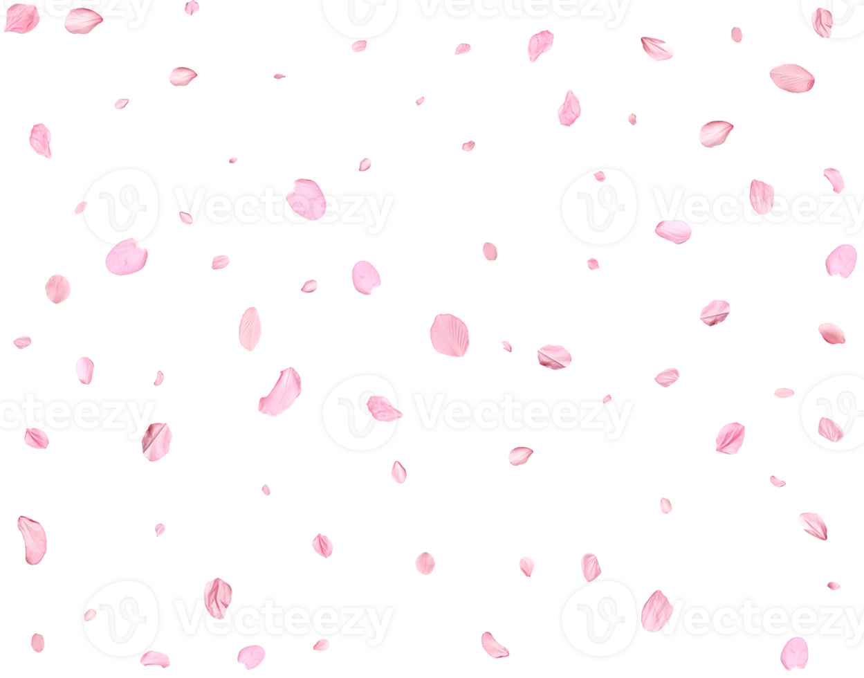 Light pink sakura petals. png