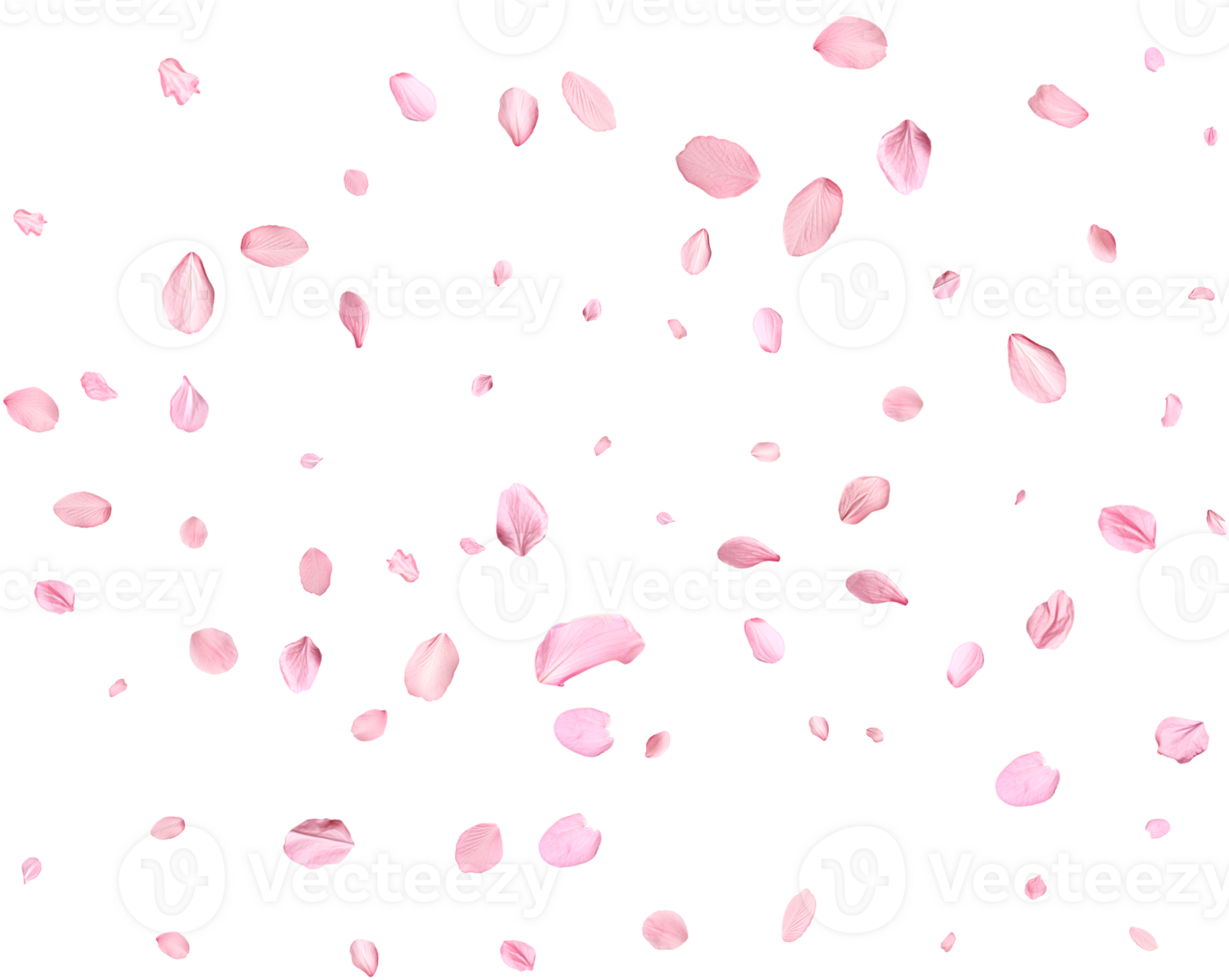 Pink Spring realistic sakura petals. png