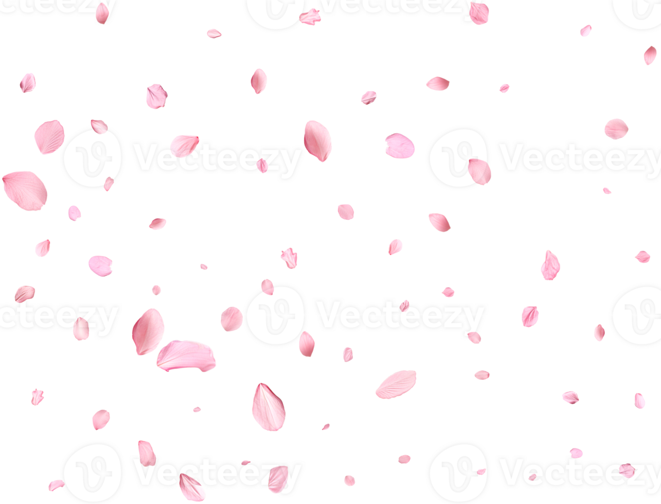 Pink Spring realistic cherry petals. png