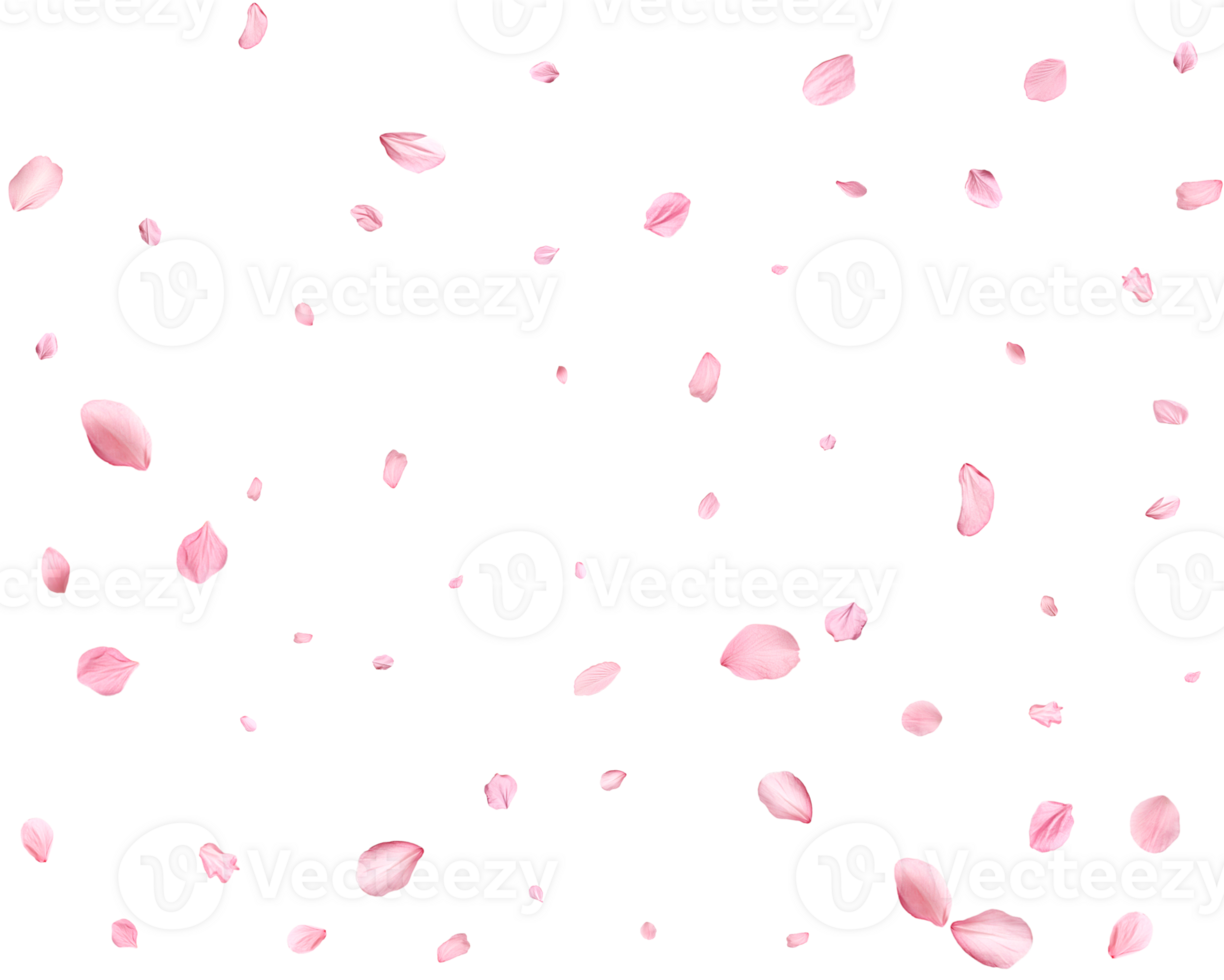 Pink Spring realistic sakura petals. png