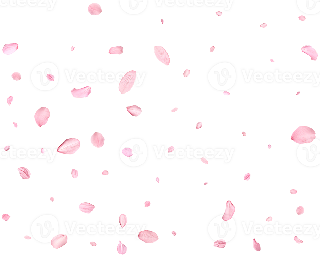 Pink Spring realistic cherry petals. png