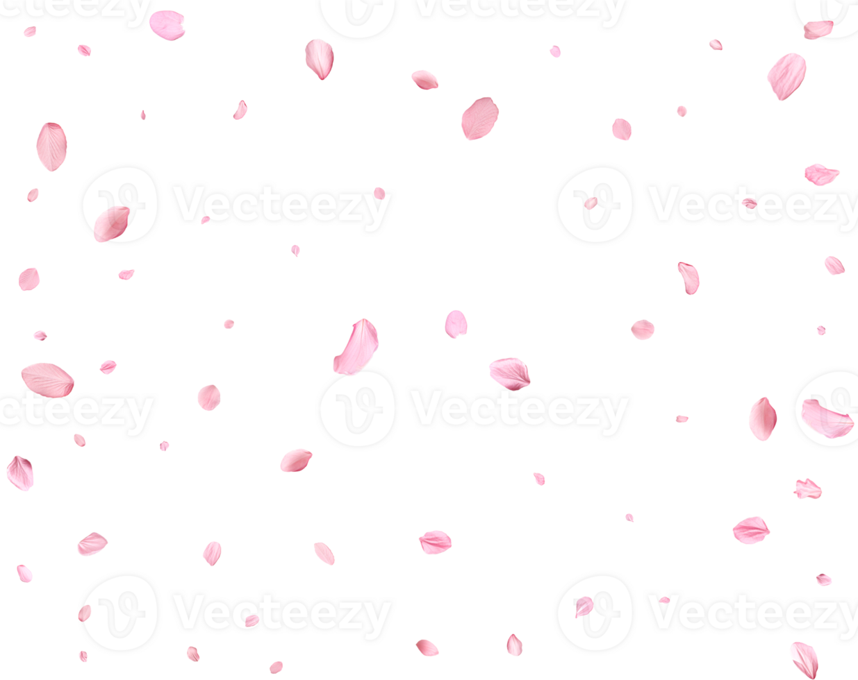 Light pink sakura petals. png