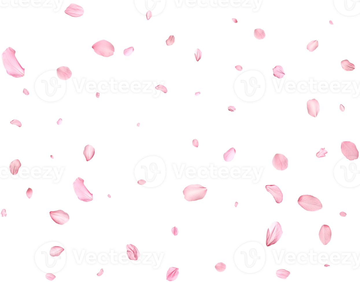Pink Spring realistic sakura petals. png