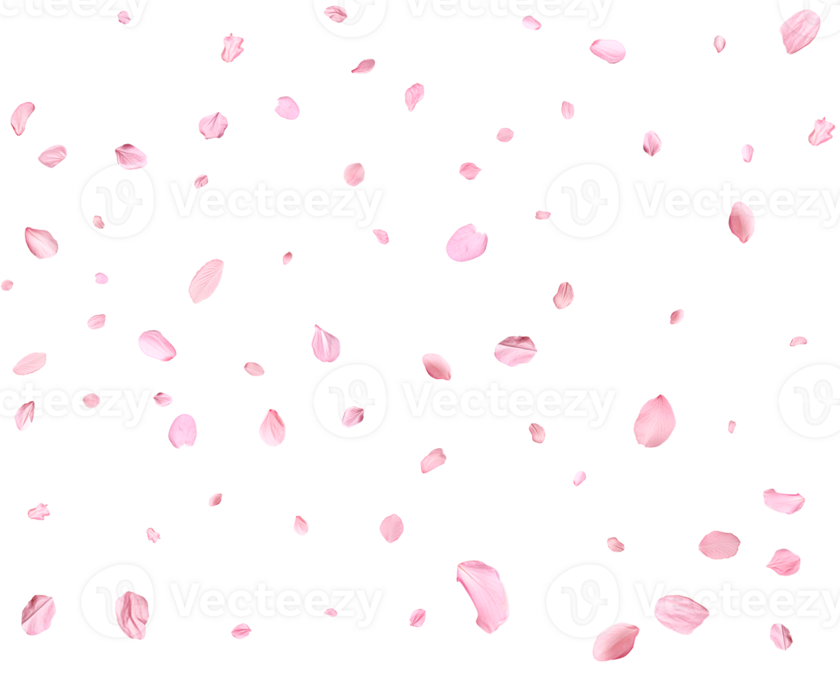 Pink Spring realistic cherry petals. png