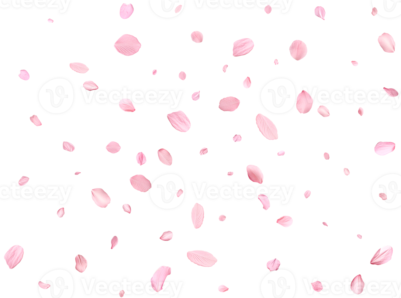 Pink Spring realistic sakura petals. png