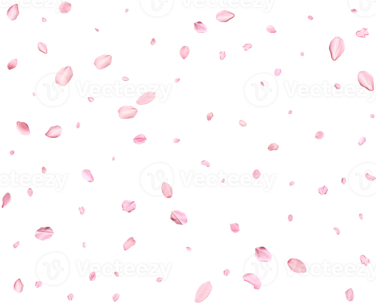 Light pink sakura petals. png