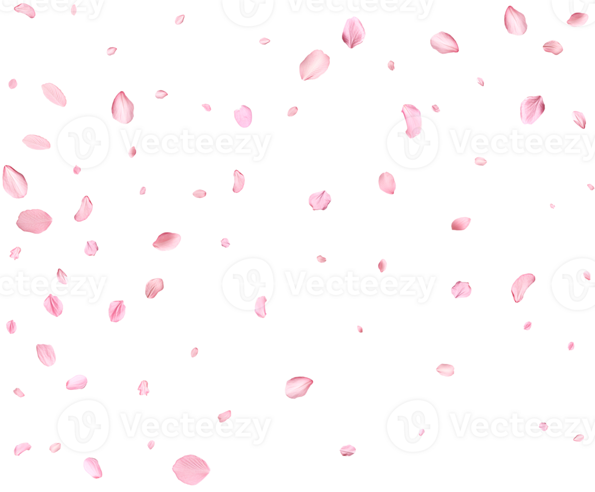 Falling realistic sakura petals. png