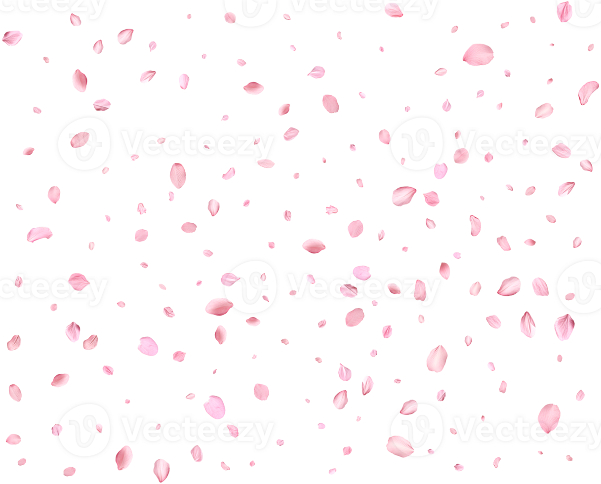 Japanese Spring petals cherry. png