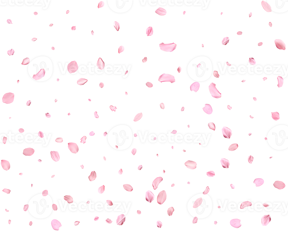 Japanese Spring petals cherry. png