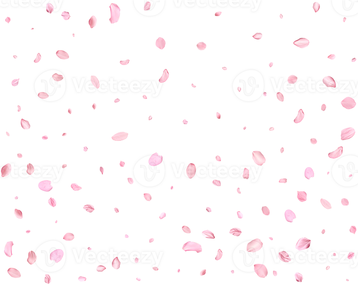 Pink Spring Japanese Cherry petals. png