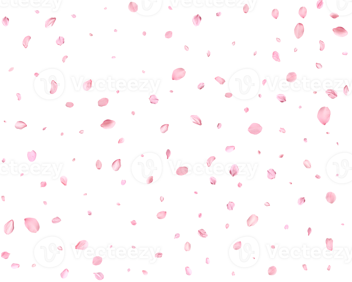 Japanese Spring petals cherry. png