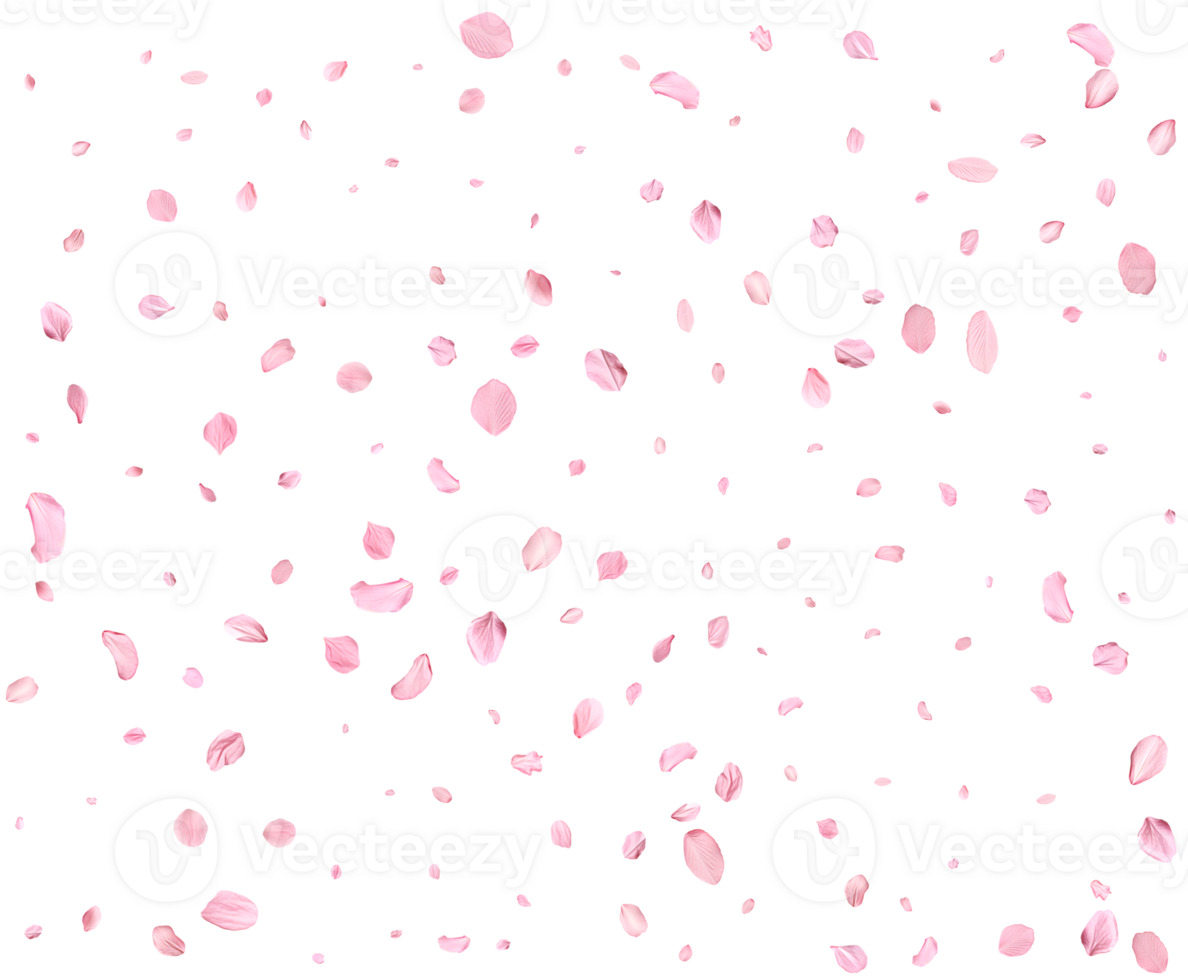 Japanese Spring petals cherry. png