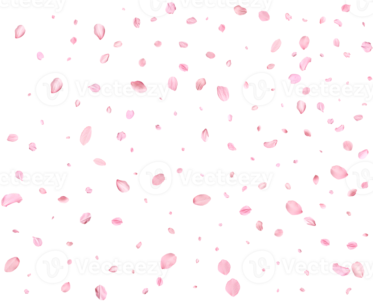 Japanese Spring petals cherry. png