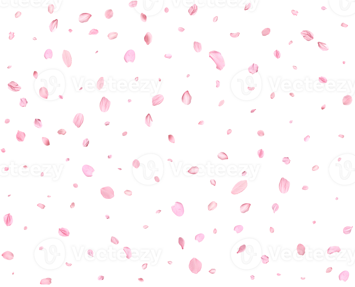 Japanese Spring petals cherry. png