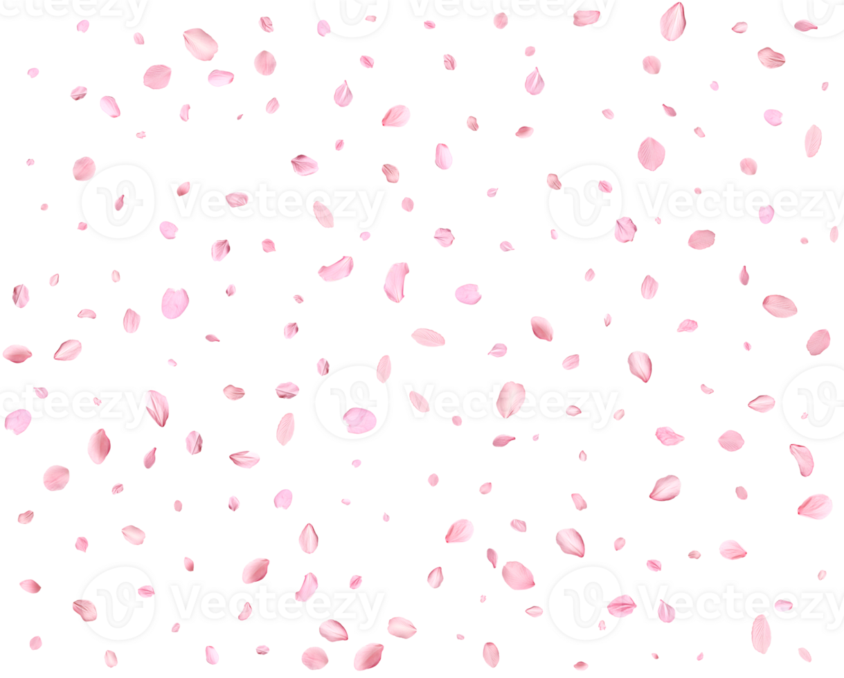 Japanese Spring petals cherry. png