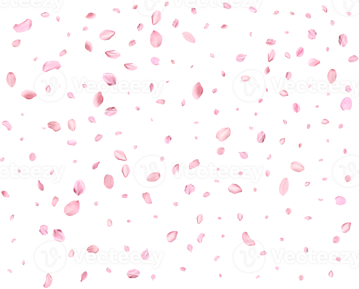 Pink Spring Japanese Cherry petals. png