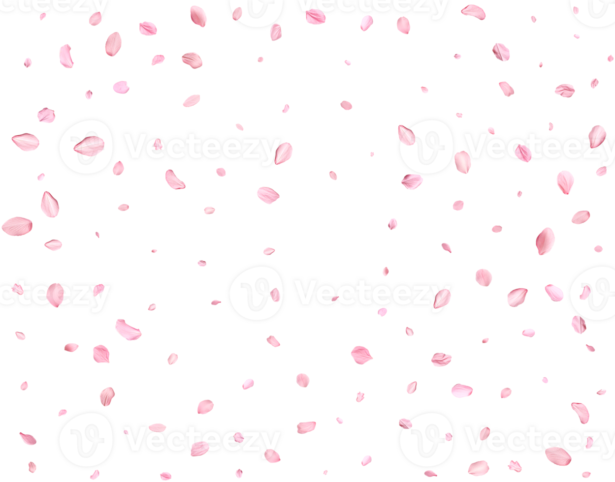 Japanese Spring petals cherry. png