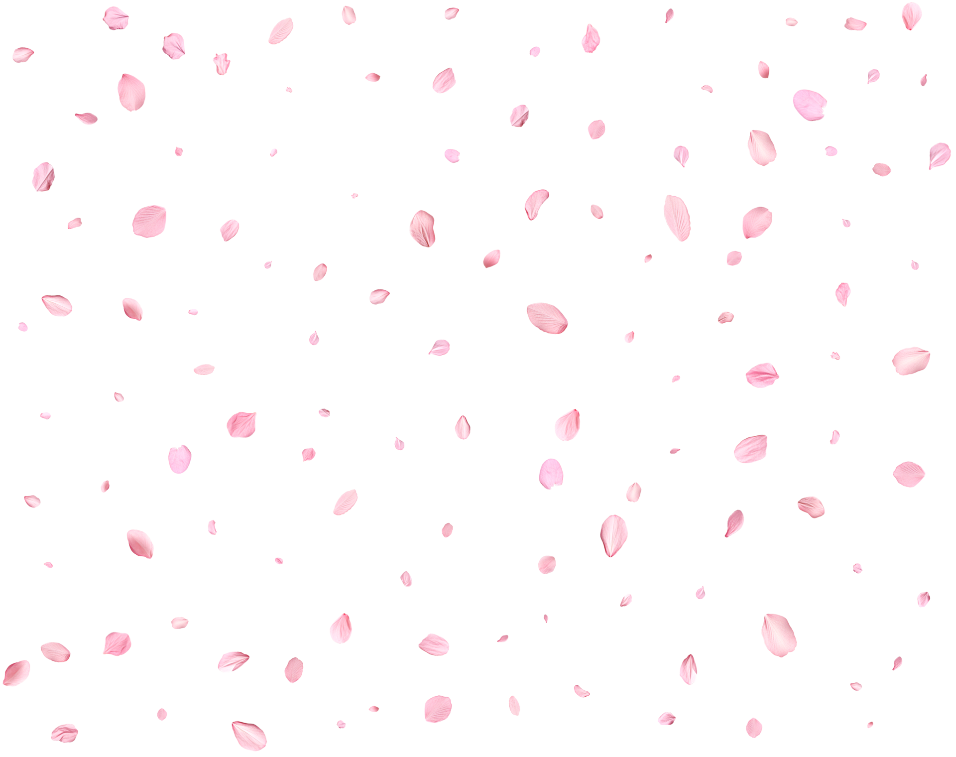 Japanese Spring petals cherry. 36253549 PNG