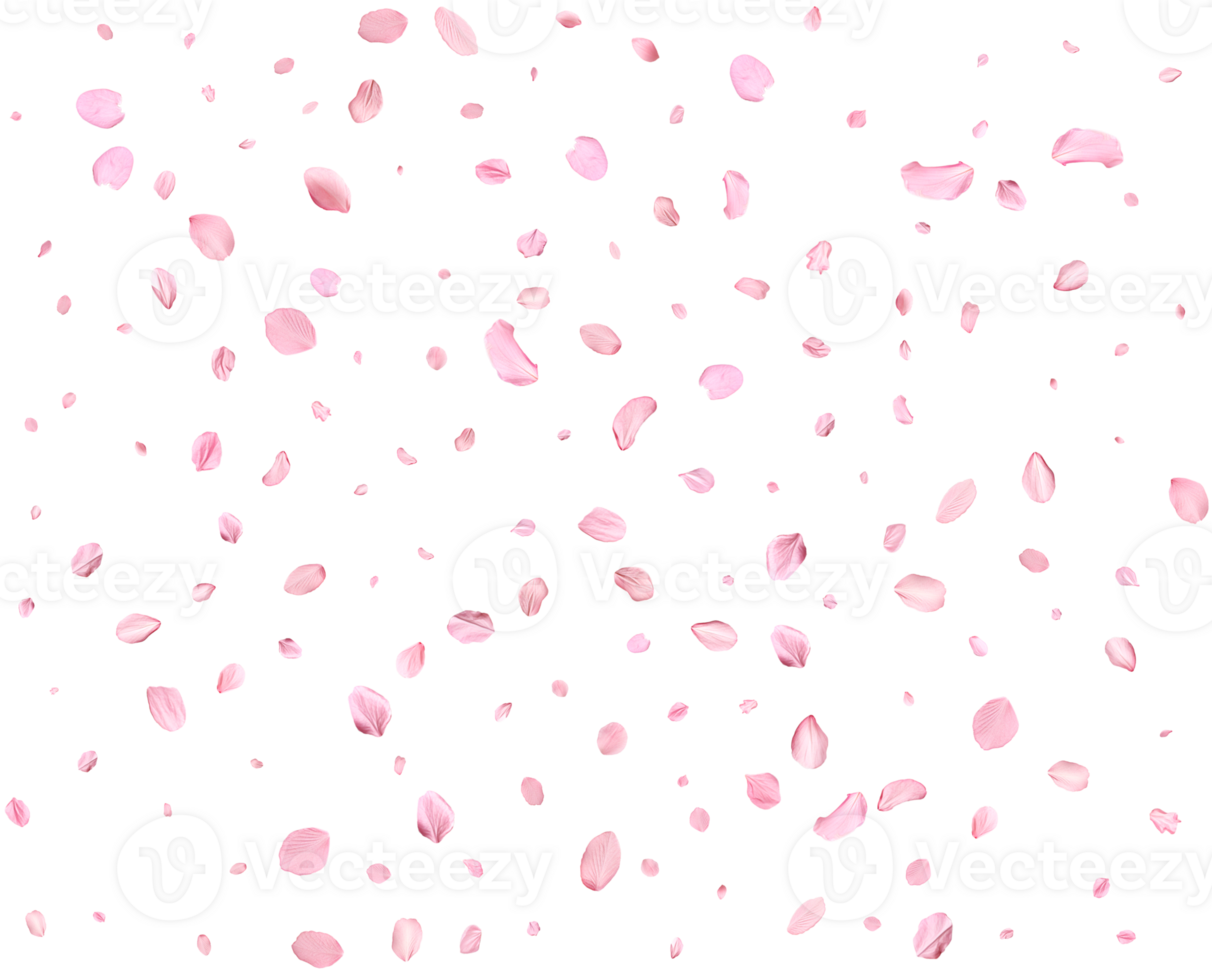 Japanese Spring petals cherry. png