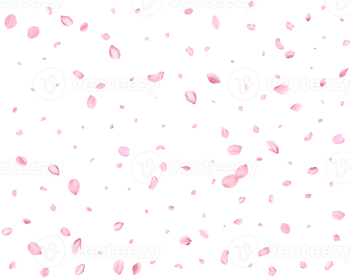 Japanese Spring petals cherry. png