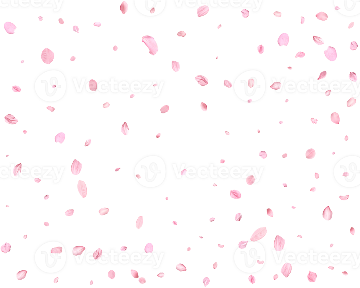 Japanese Spring petals cherry. png