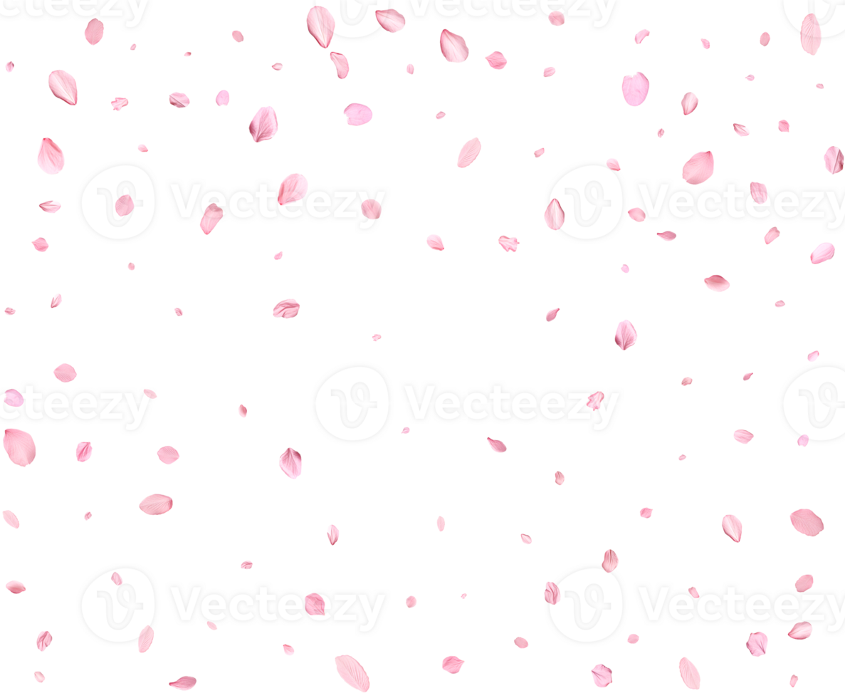 Pink Spring Japanese Cherry petals. png