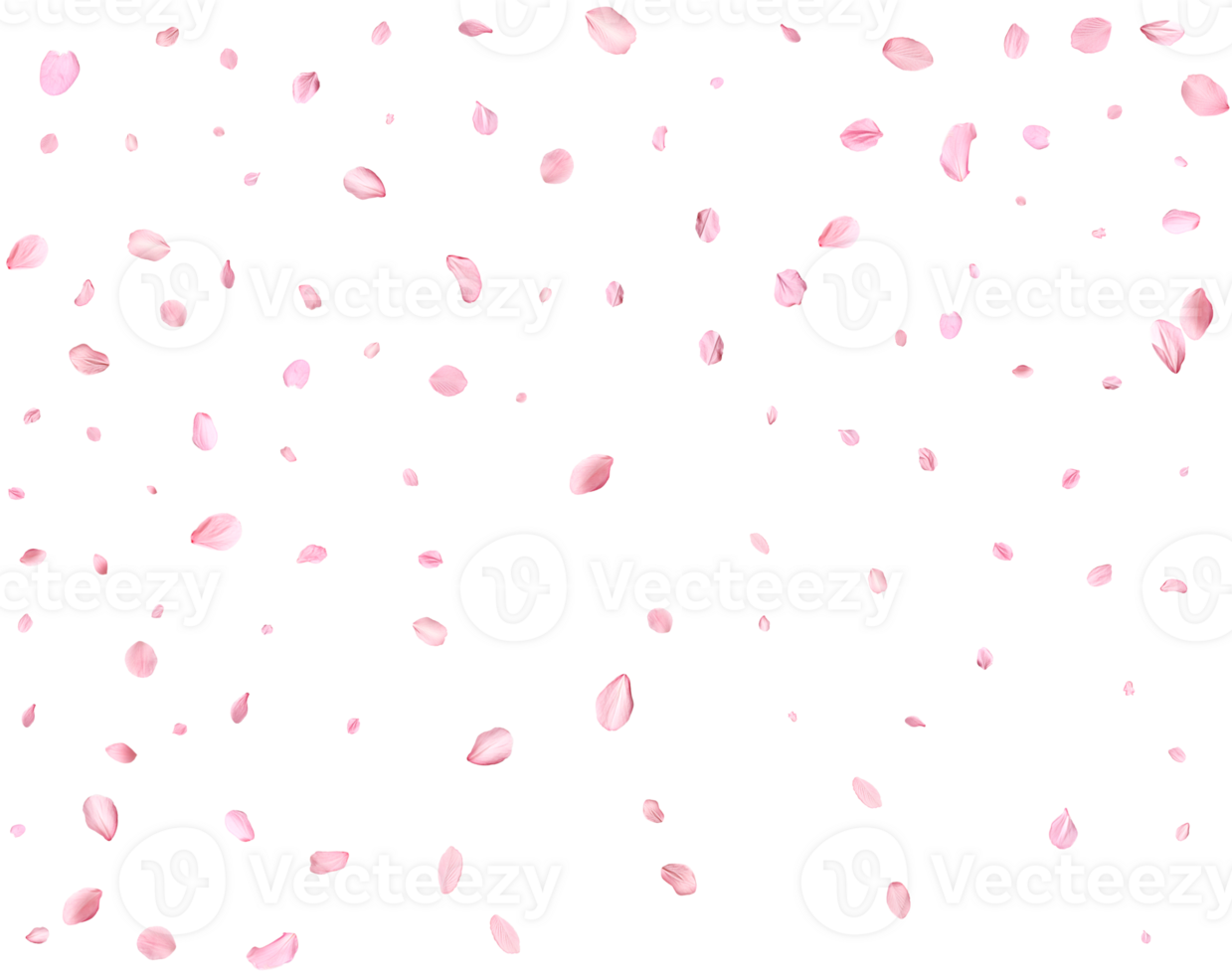 Japanese Spring petals cherry. png