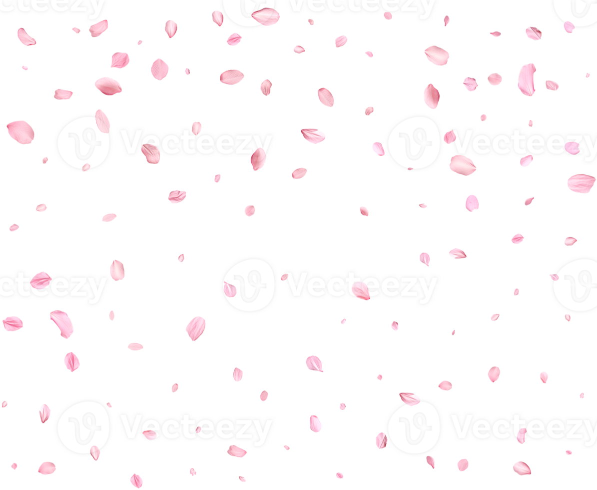 Japanese Spring petals cherry. png