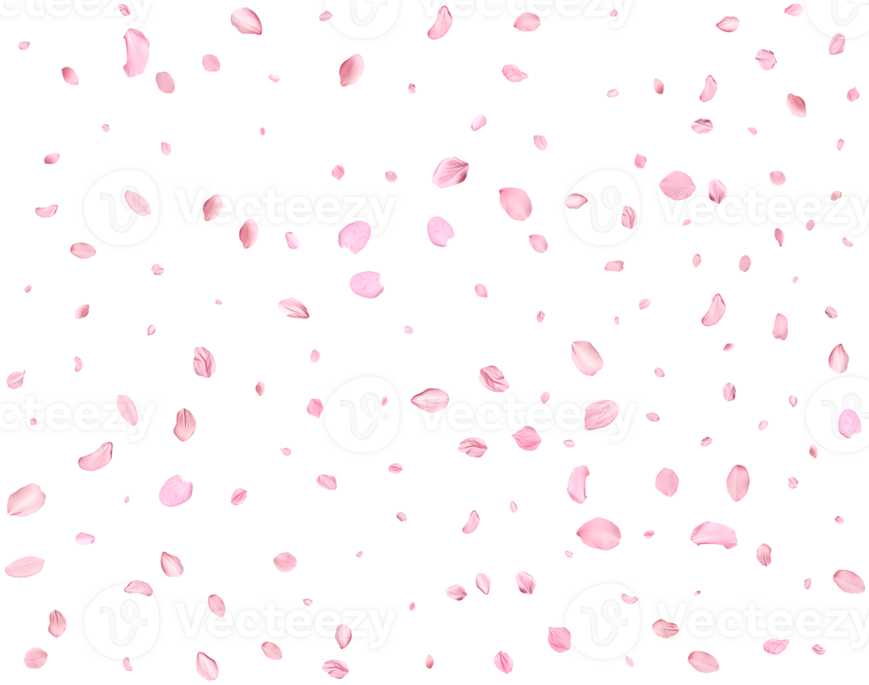 Pink Spring Japanese Cherry petals. png