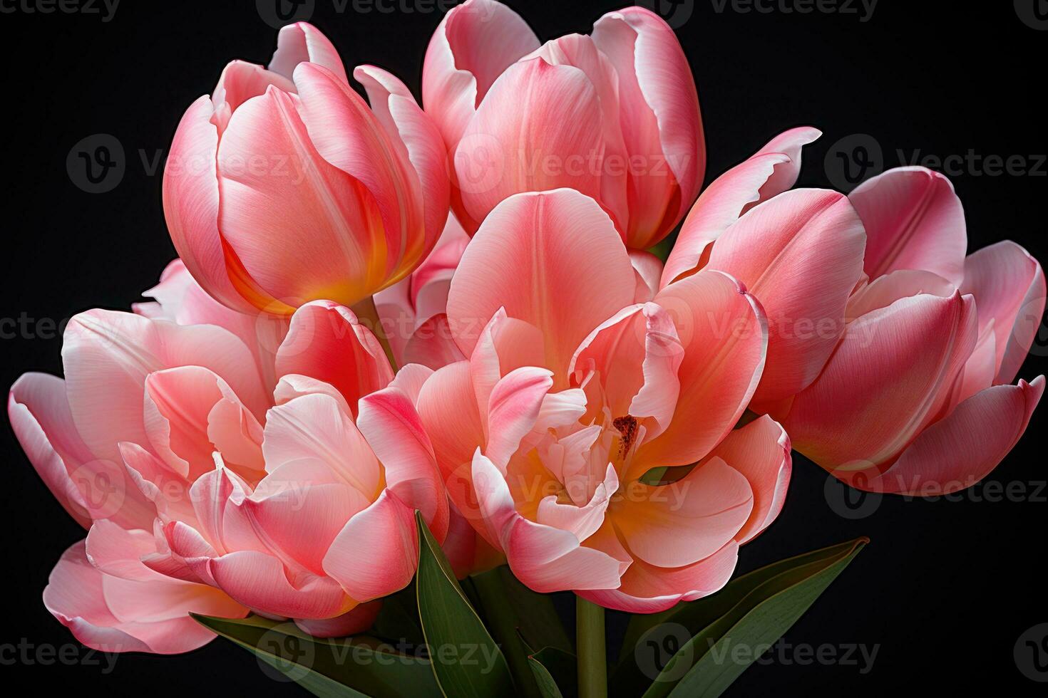 AI generated Blooming beauty time lapse journey of tulip evolution, spring photography photo