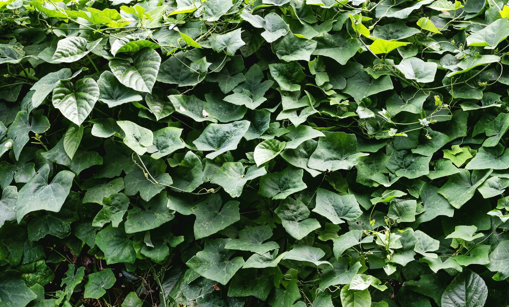 Green creeping plant pattern background photo