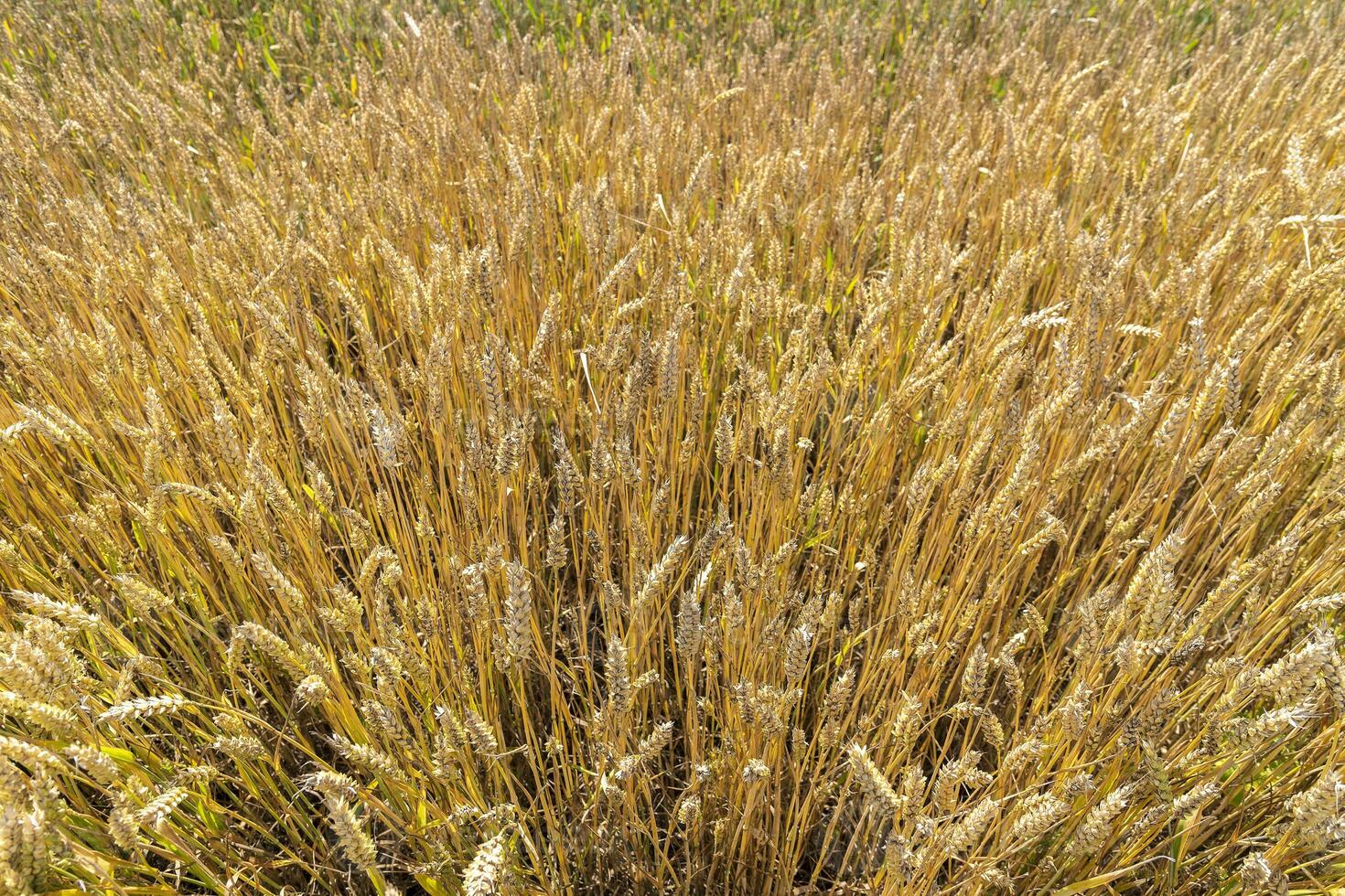 Natural background,  ears wheat from above, the golden ripe field of wheat photo