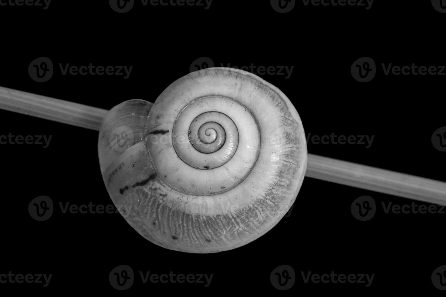 hermosa negro y blanco macro de caracol dormido en un cáscara en el tallo.negro antecedentes foto