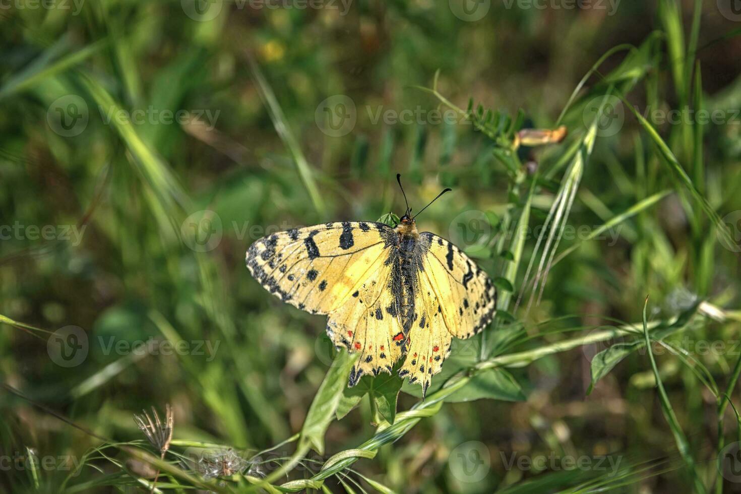 Amazing butterfly perched at green grass photo