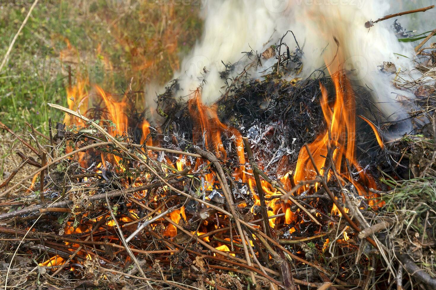 Fire in the garden, weeds, and branches are burning after harvest. Garden maintenance in late summer or autumn photo