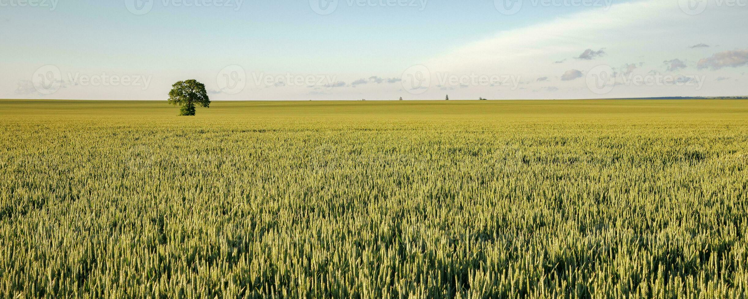 Alone tree in the yellow harvest field. Day view. Panoramic view photo