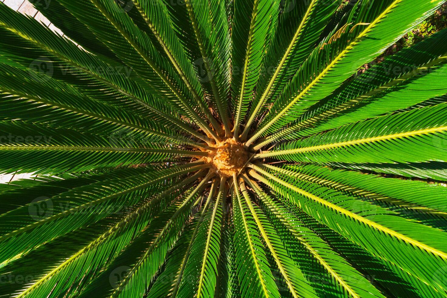 Cycas revoluta or sago palm or Japanese cycad top view background photo