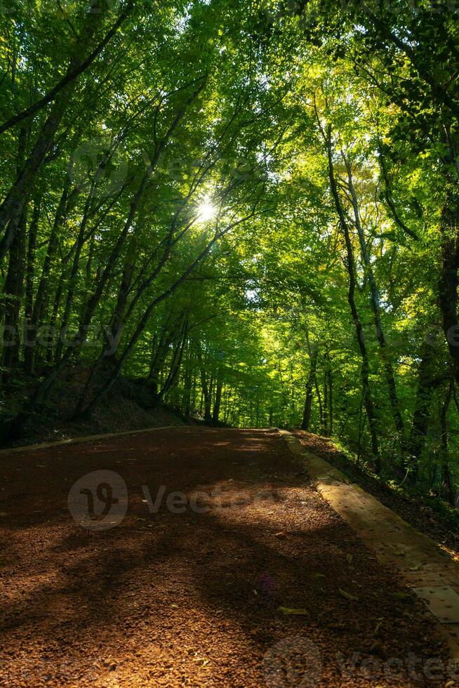 Jogging trail in the forest vertical photo. Healthy lifestyle concept photo